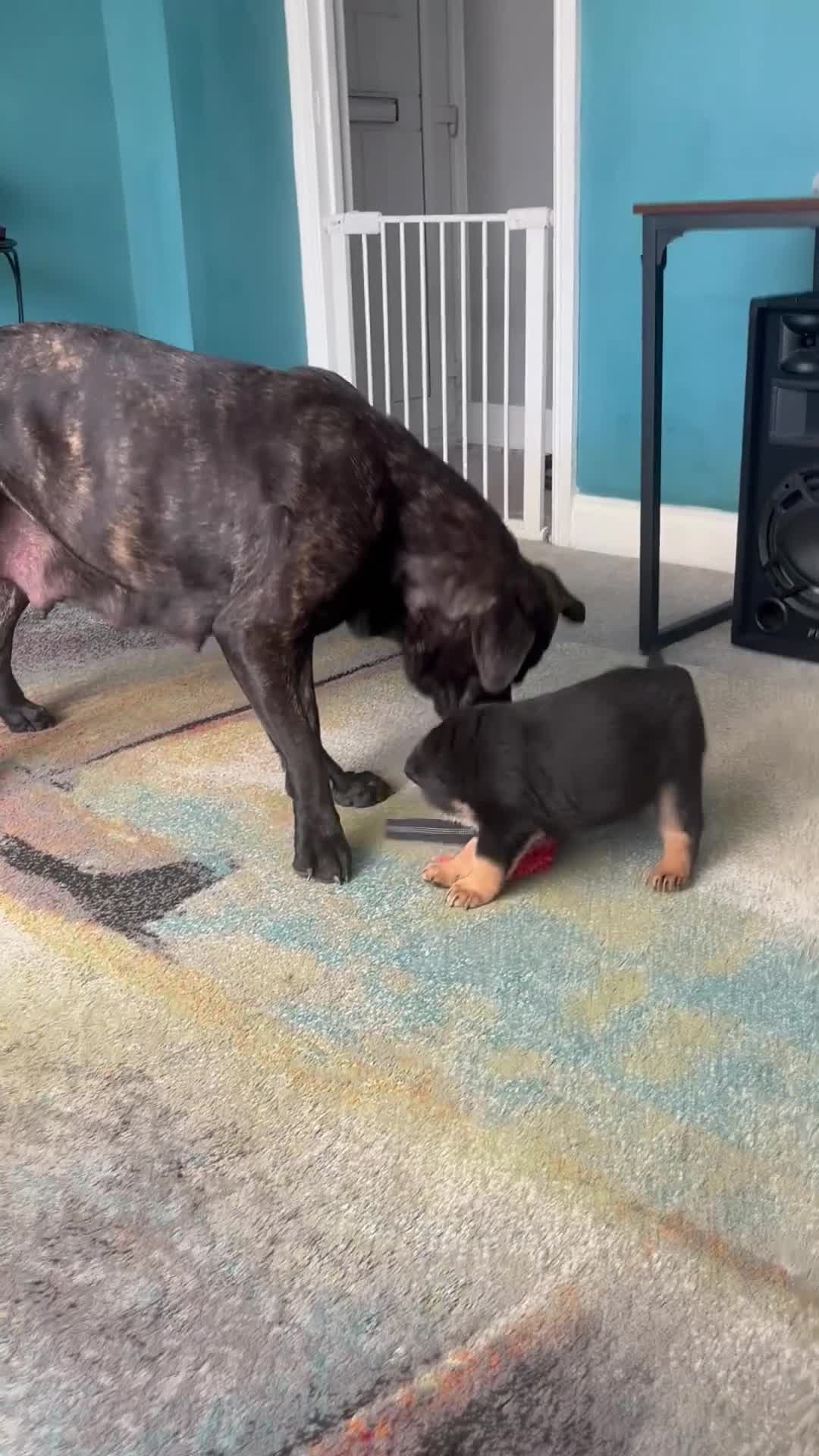 Mixed Breed dogs for sale: Rottweiler x Presa Canario - Video 1