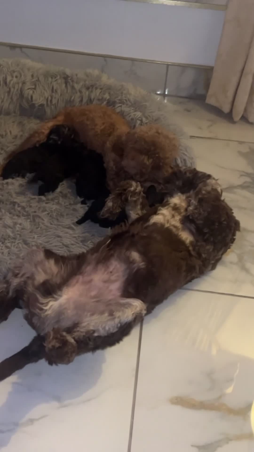 Mixed Breed dogs for sale: Poodle puppies - Video 3