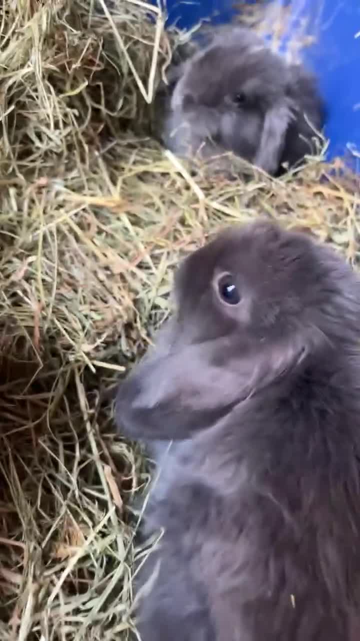 Mini Lop rabbits for sale: Mini lop babies - Video 2
