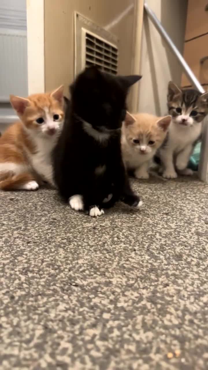 British Shorthair cats for sale: Adorable Tabby & Calico Kittens Ready Soon 🐾 - Video 2