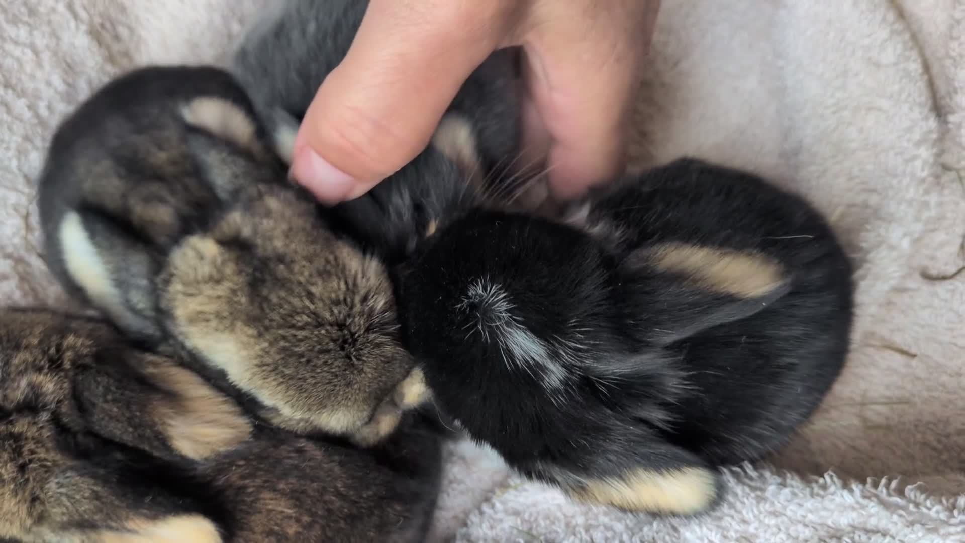 Mini Lop rabbits for sale: Beautiful Mini Lops For Sale  ˖Ი𐑼⋆ FOUR LEFT  - Video 3