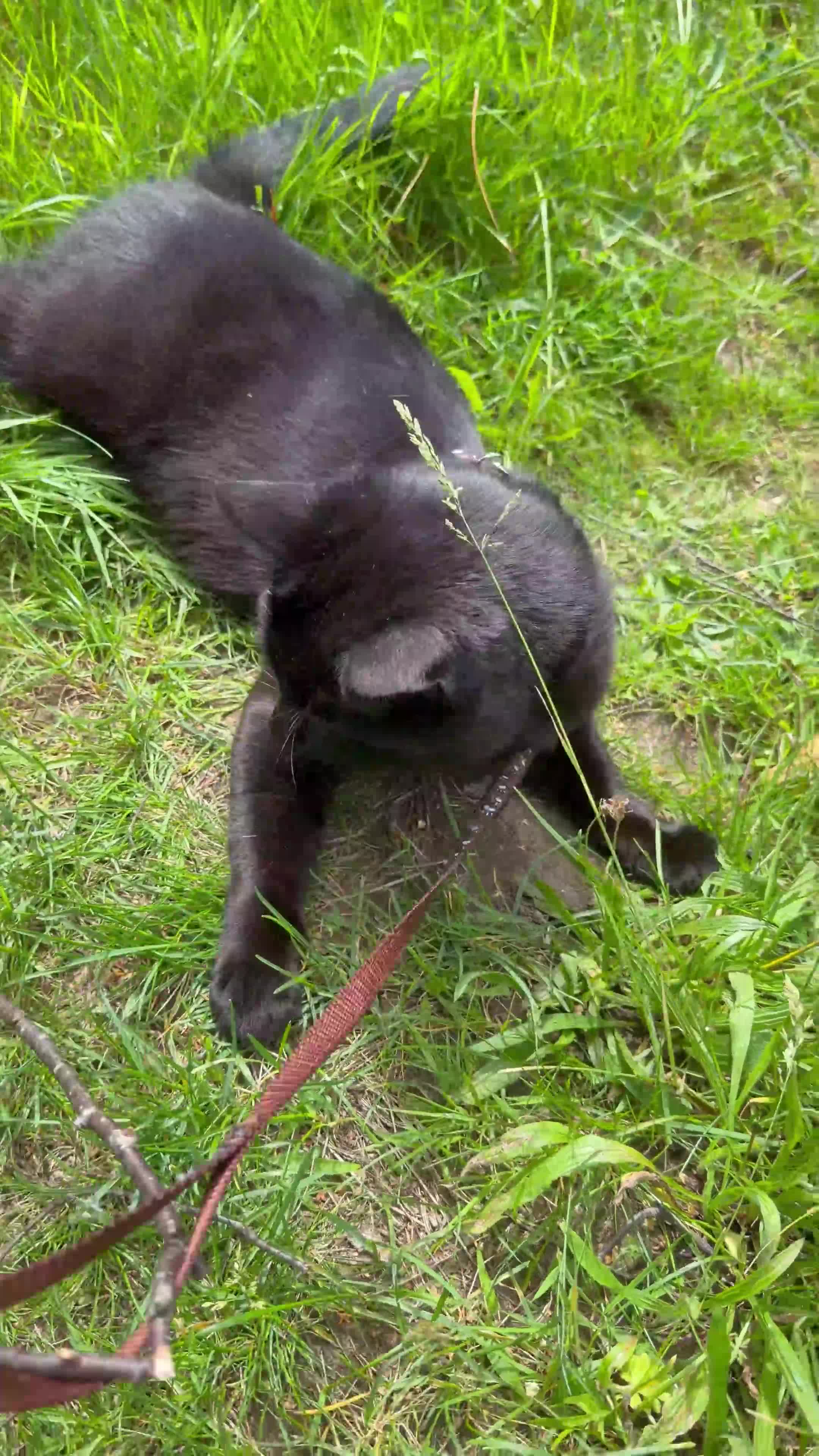 Domestic Shorthair cats for sale: Bandit – Cat Looking for a Loving Home - Video 1