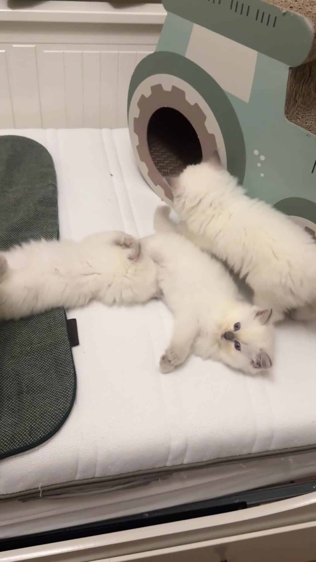 Ragdoll cats for sale: GCCF reg , Rare and milky white Lilac kittens  - Video 1