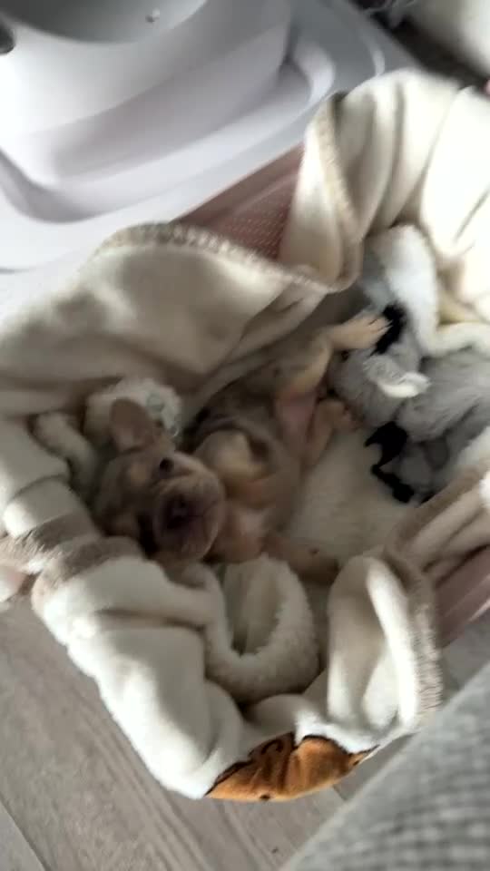 French Bulldog dogs for sale: Lilac tri Merle female fluffy carrier kc reg - Video 1