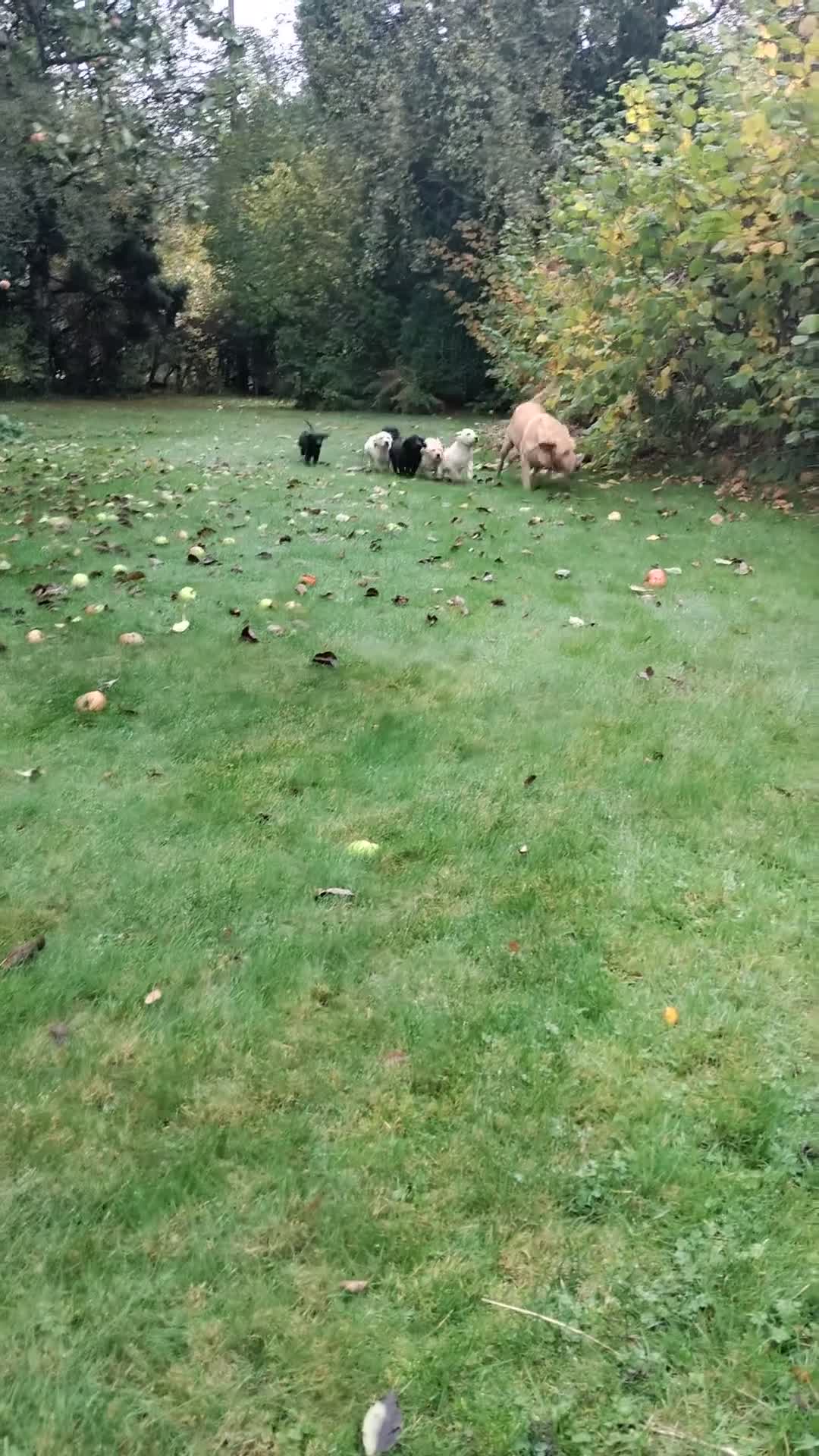 Labrador Retriever dogs for sale: Labrador pups for sale  - Video 1