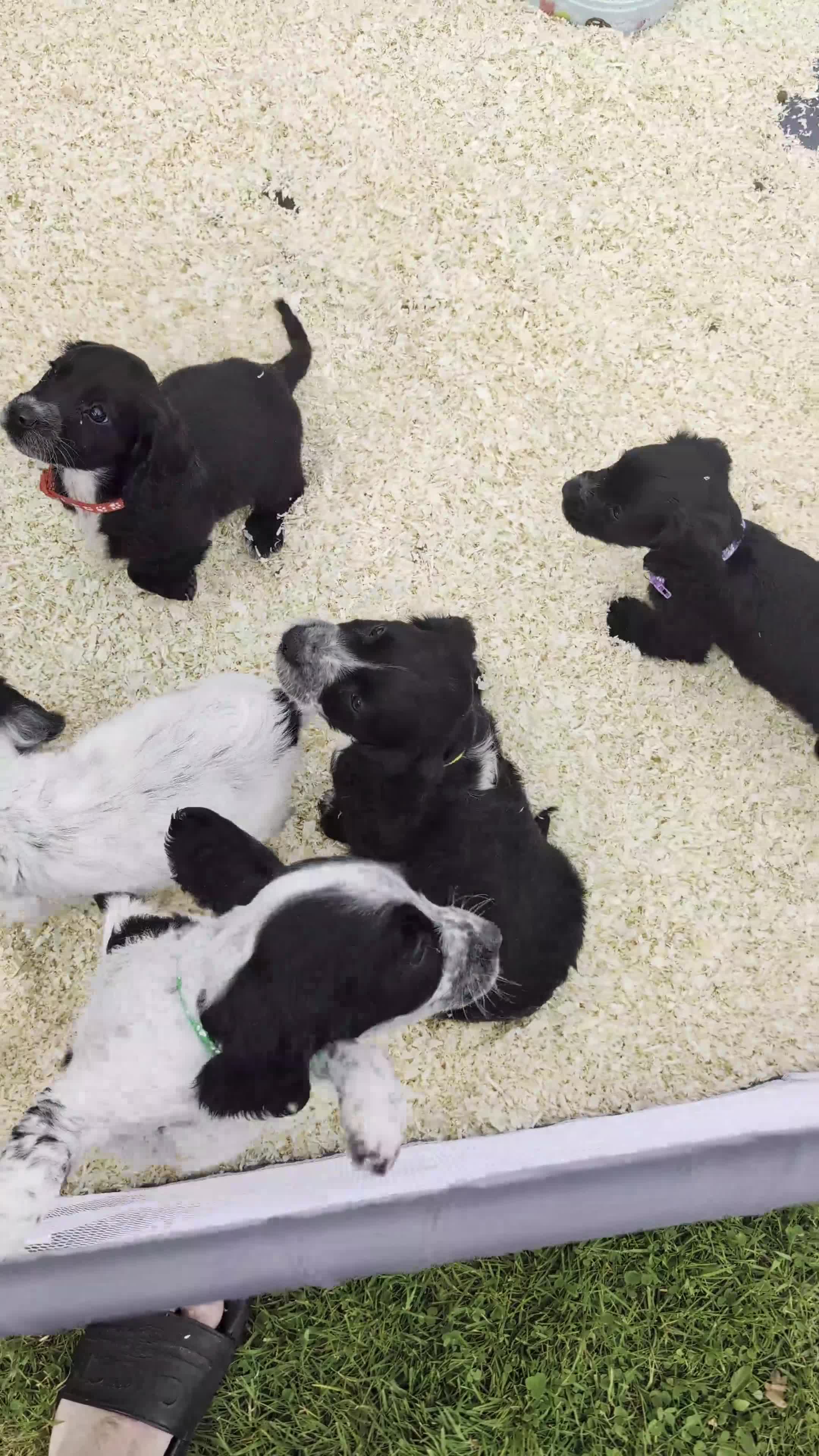 Cocker Spaniel dogs for sale: Charlotte  - Video 1