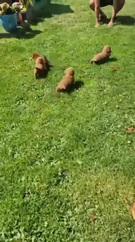 Cavapoo dogs for sale: 🐾💙F1B cavapoo’s Now ready 🐾🩷 fox red h/tested! - Video 2