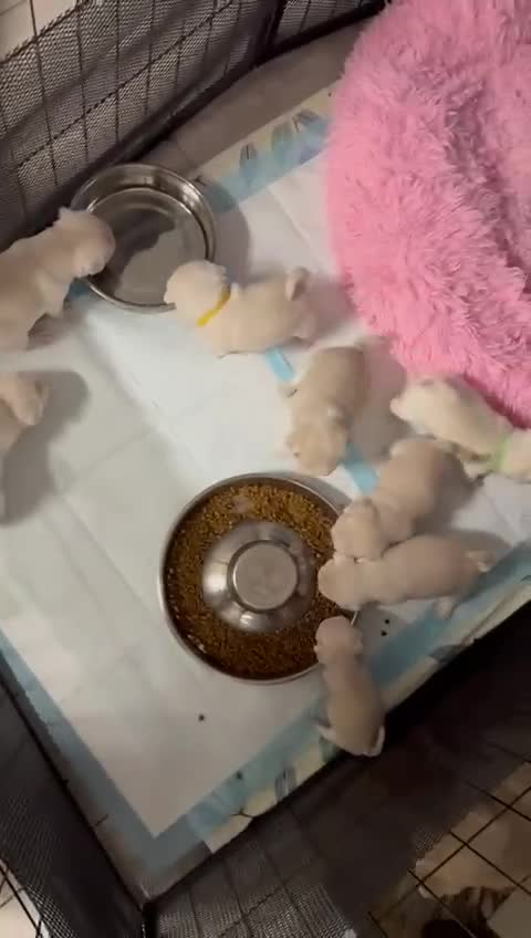 Pug dogs for sale: beautiful rare colour pug puppies - Video 1