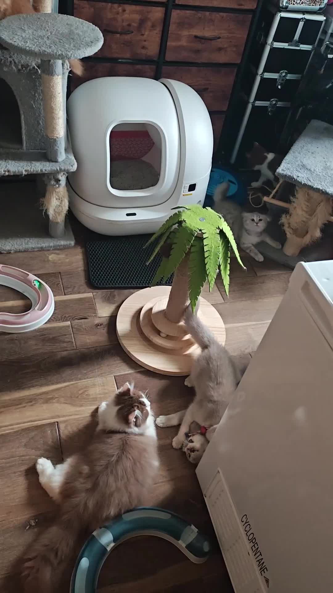 British Longhair cats for sale: cinnamon bi colour boys  - Video 4