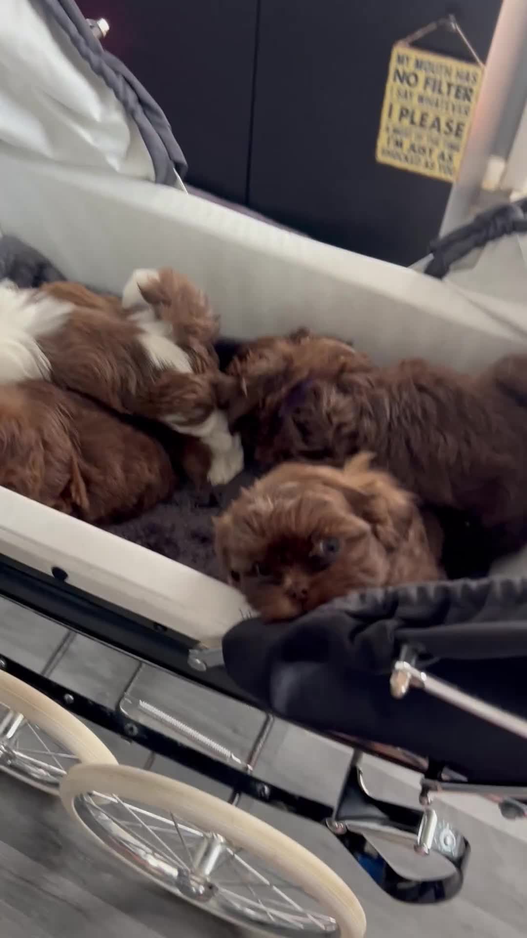 Shih Tzu dogs for sale: Chocolate Imperial Shihtzu - Video 1