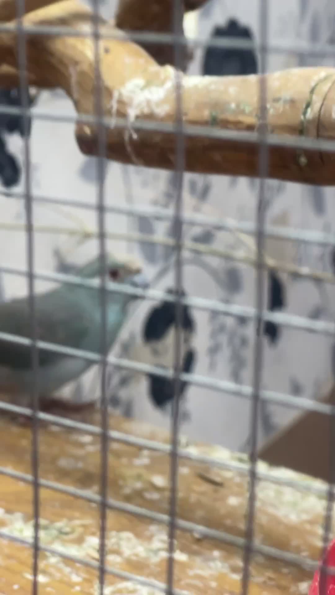 Parakeets birds for sale: Male blue kaki  in Grimsby - Video 1