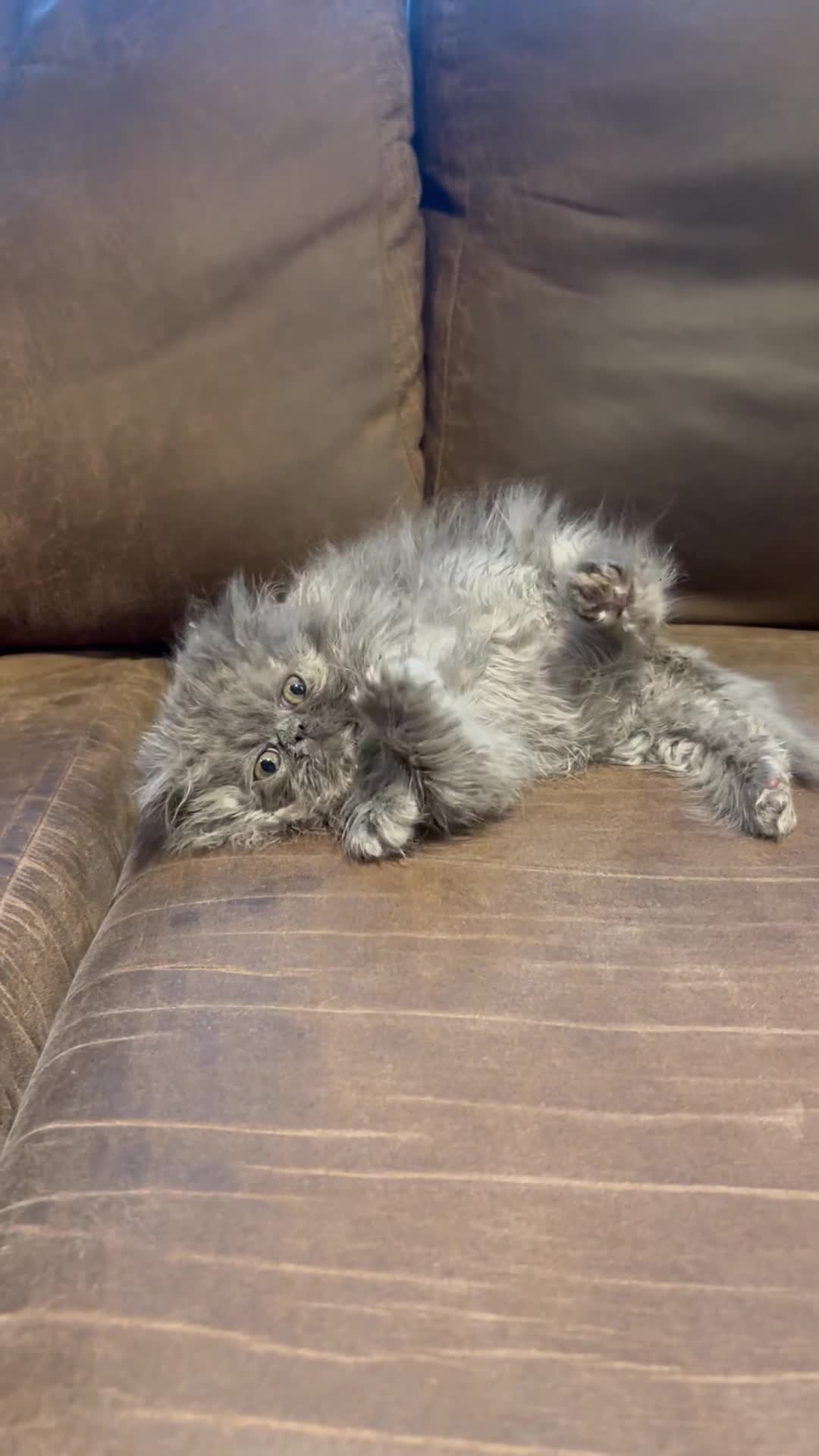 Persian cats for sale: Stunning peke Persian kittens , ready to go  - Video 1