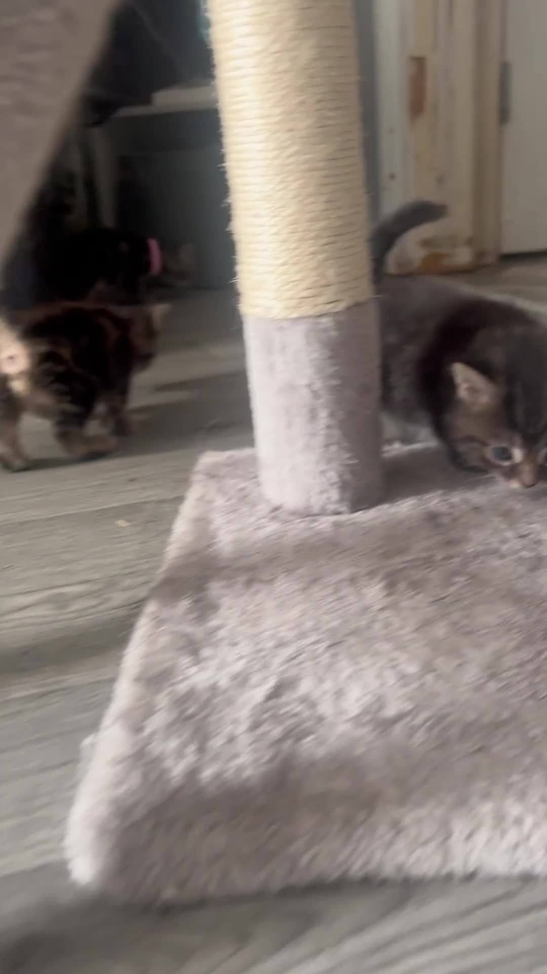 Mixed Breed cats for sale: beautiful, fluffy, tabby litter of 6 kittens - Video 5