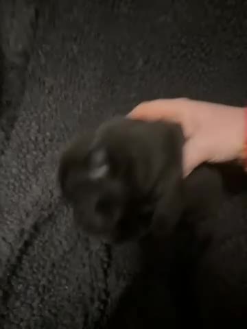 Staffordshire Bull Terrier dogs for sale: Pedigree Staffordshire bull terrier pups  - Video 3
