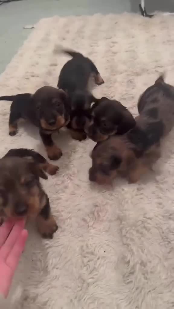 Dachshund dogs for sale: Kc registered wirehaired  - Video 1