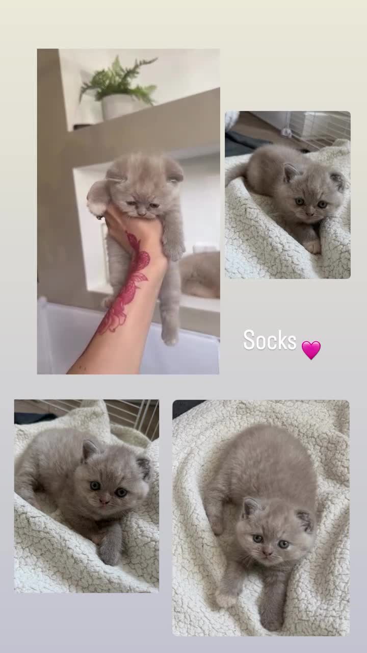 British Shorthair cats for sale: Beautiful lilac British short hair kittens - Video 5