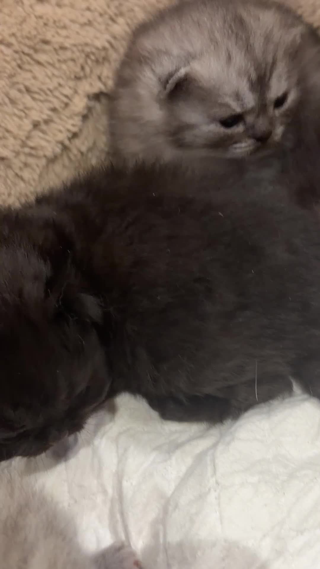 Persian cats for sale: PERSIAN KITTENS FOR SALE - Video 3