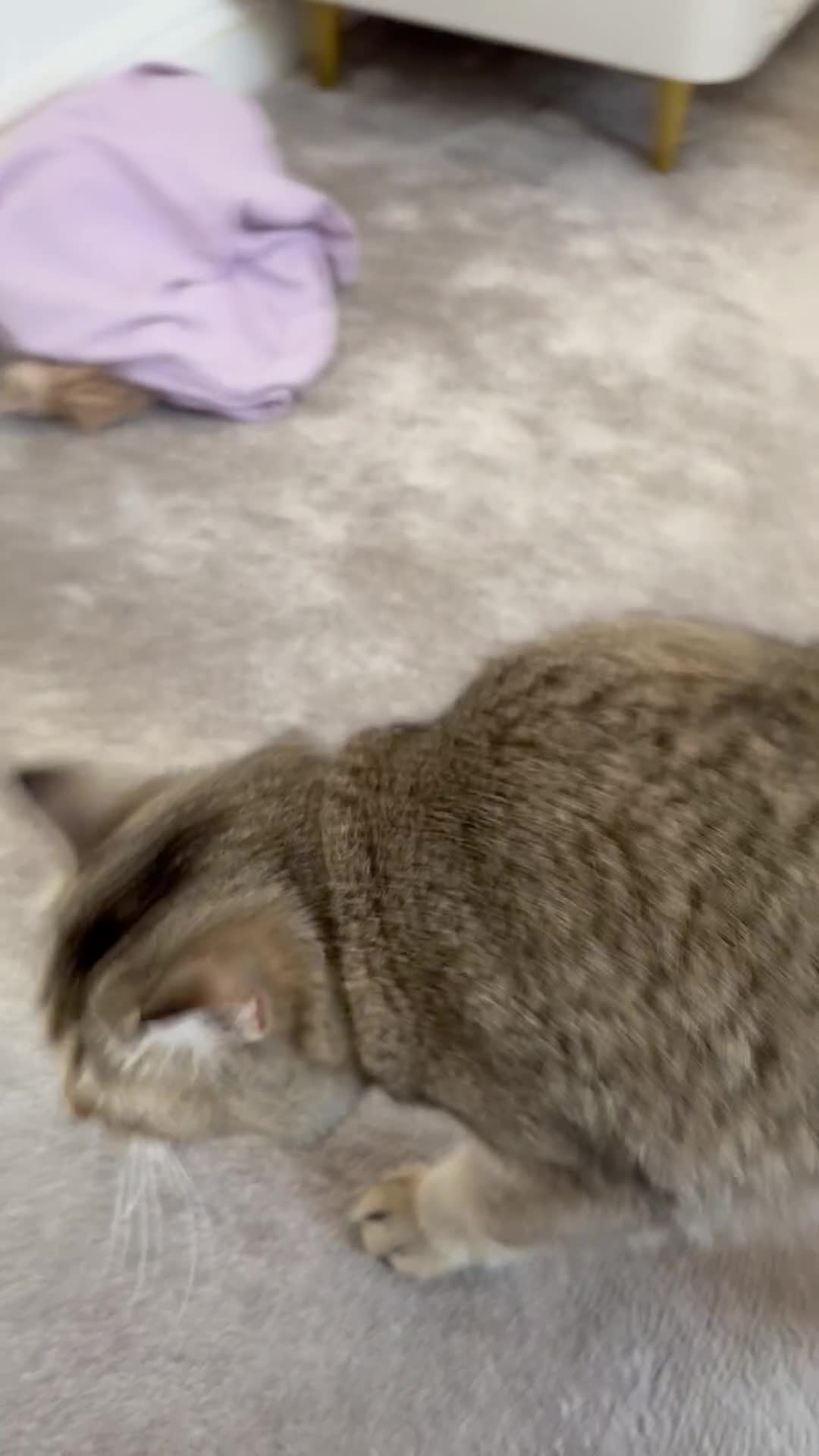 Scottish Fold cats for sale: Scottish fold  female cat  - Video 1