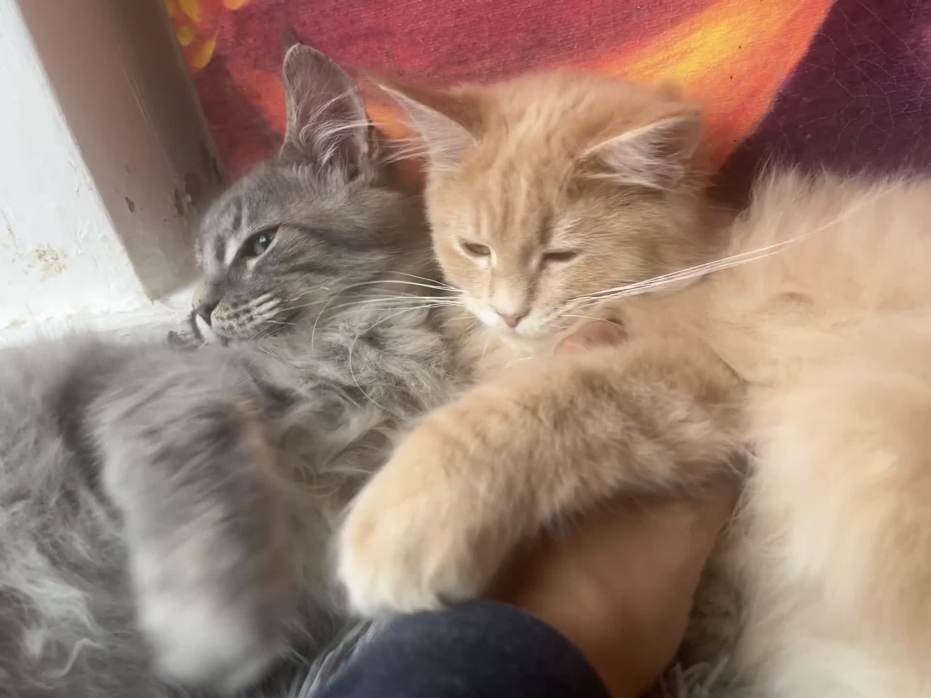 Maine Coon cats for sale: Last 2 boys left   - Video 3