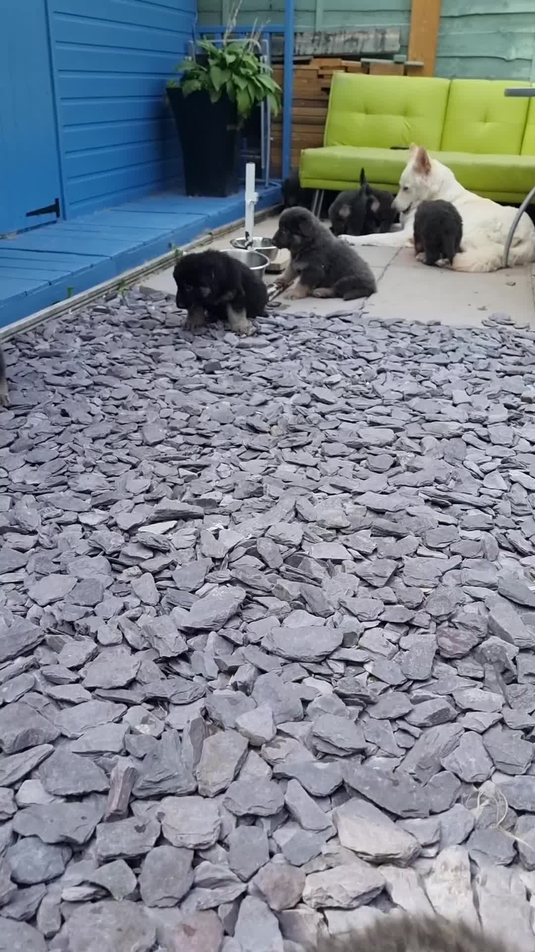 German Shepherd dogs for sale:  kc,health tested straight back german shepherd - Video 5
