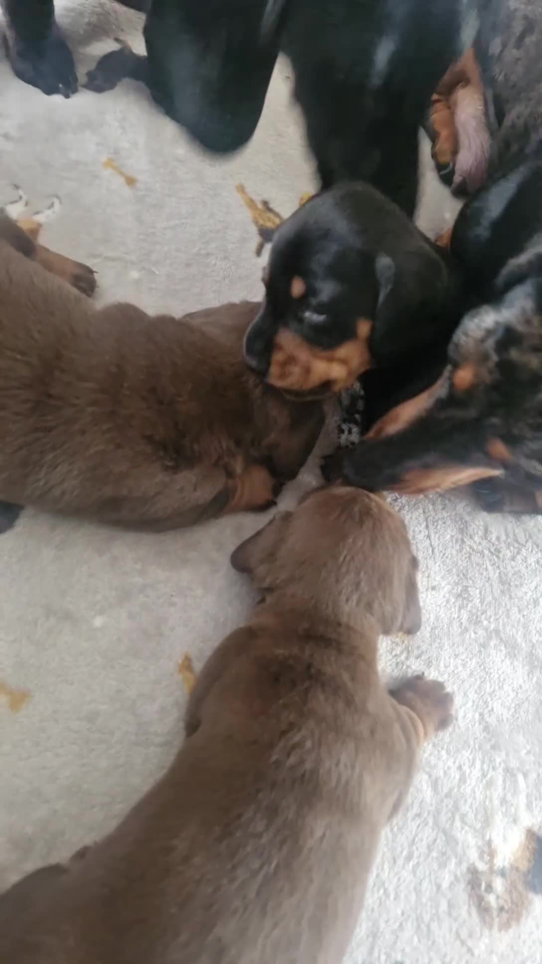 Miniature Dachshund dogs for sale: Minature dachshunds - Video 1