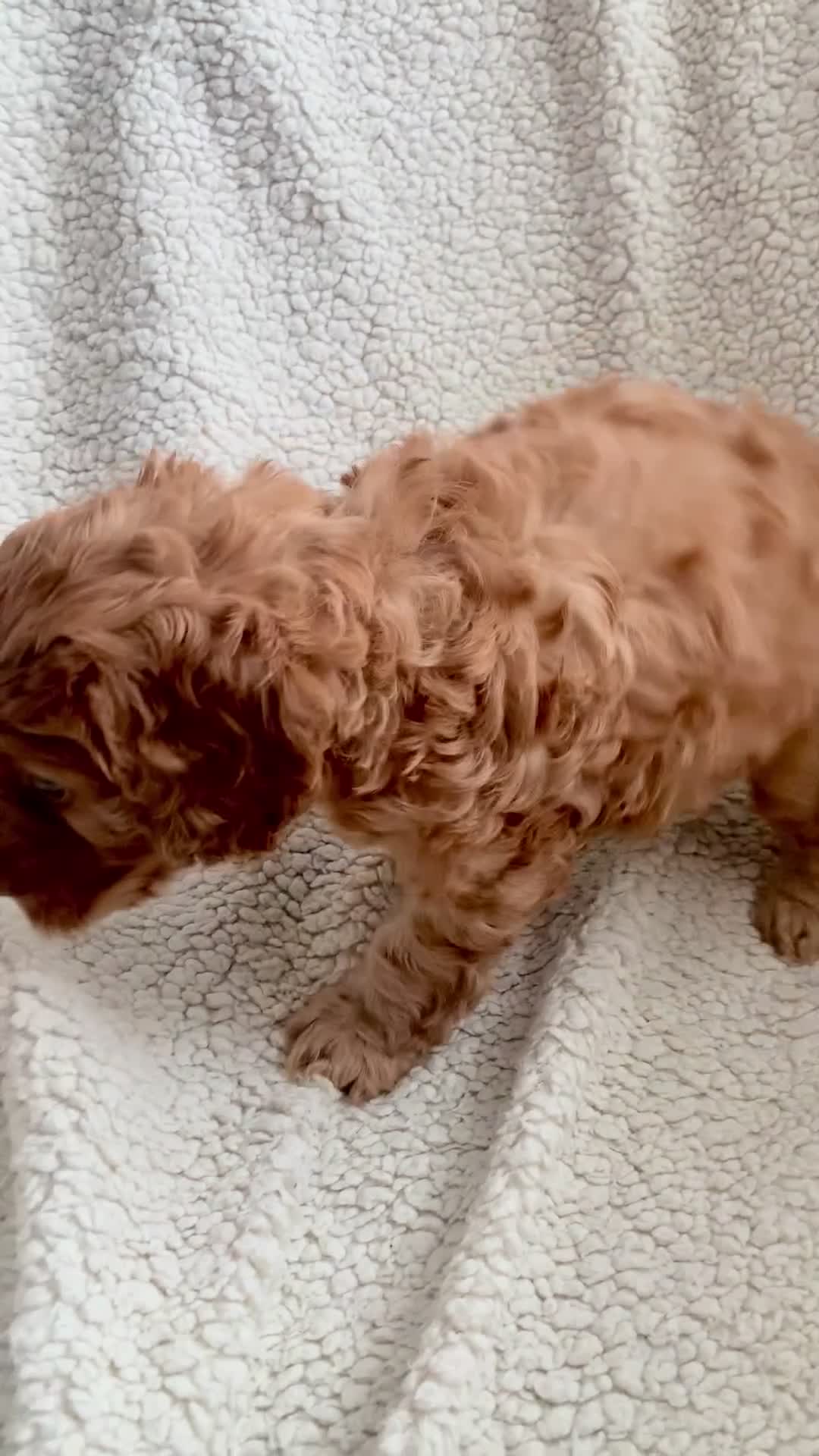 Cockapoo dogs for sale: 😍 STUNNING F1 cockapoos 😍 2 BOYS LEFT - Video 4