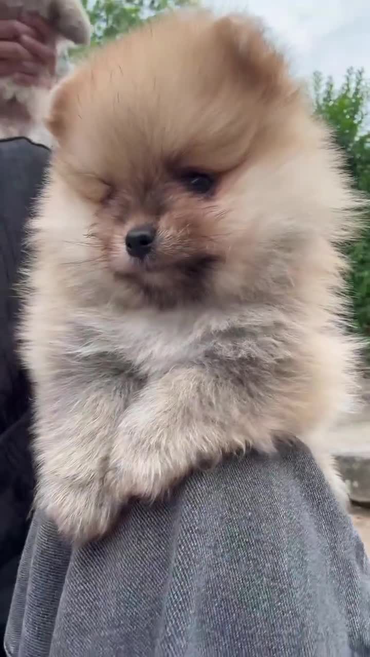 Pomeranian dogs for sale: Beautiful Boy Pomeranian Puppies - Video 1