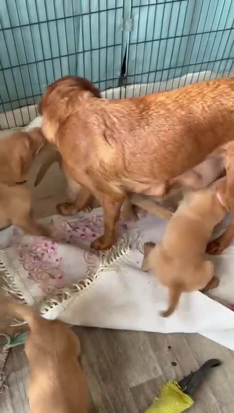 Labrador Retriever dogs for sale: Fox red Labrador puppies - Video 2