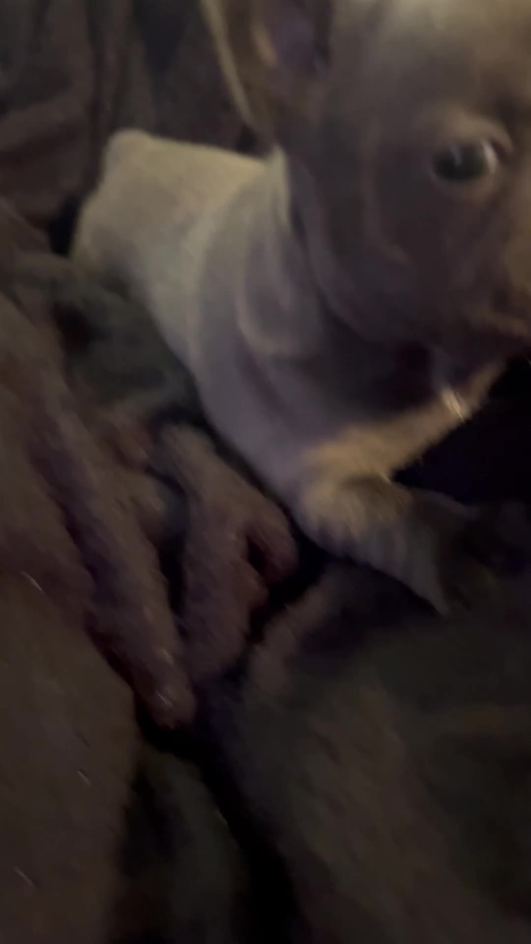 Mixed Breed dogs for sale: Adorable Frenchton Puppies! 🐾 in Daventry - Video 2
