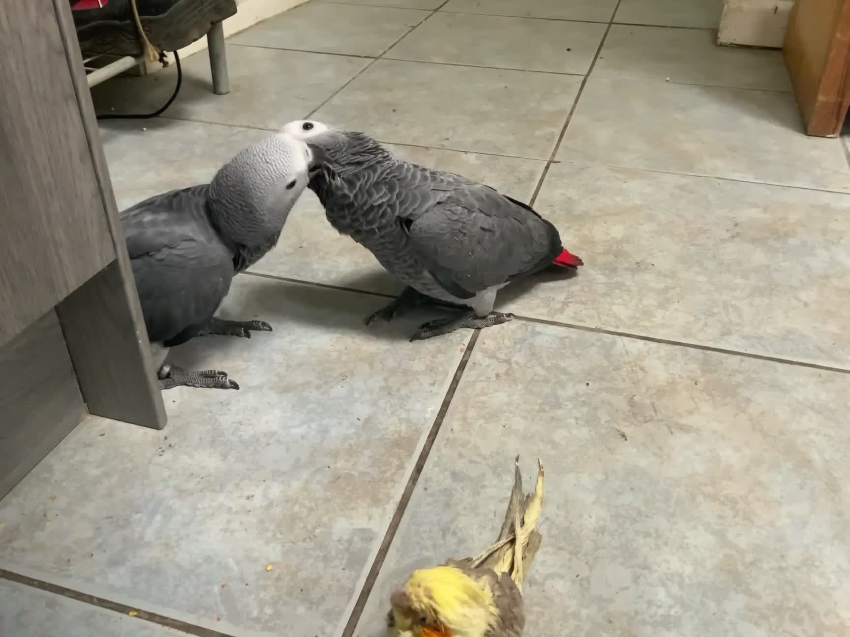 Parrots birds for sale: Hand reared baby African greys - Video 1