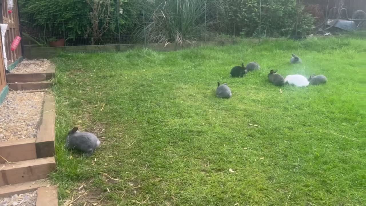 Mixed Breed rabbits for sale: Angora/Lop beautiful rabbits. Ready I a week - Video 1