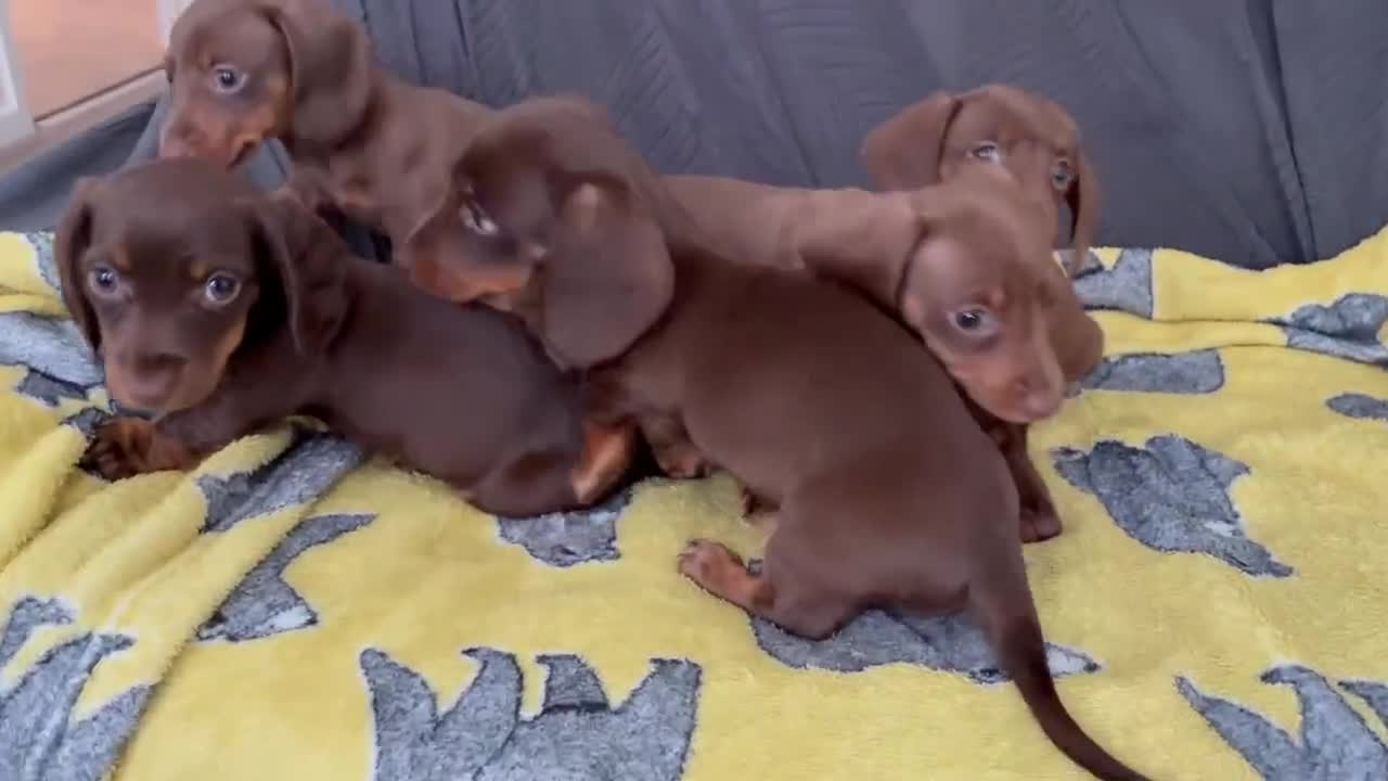 Miniature Dachshund dogs for sale: 6 gorgeous M Dachshunds in Bolton - Video 1
