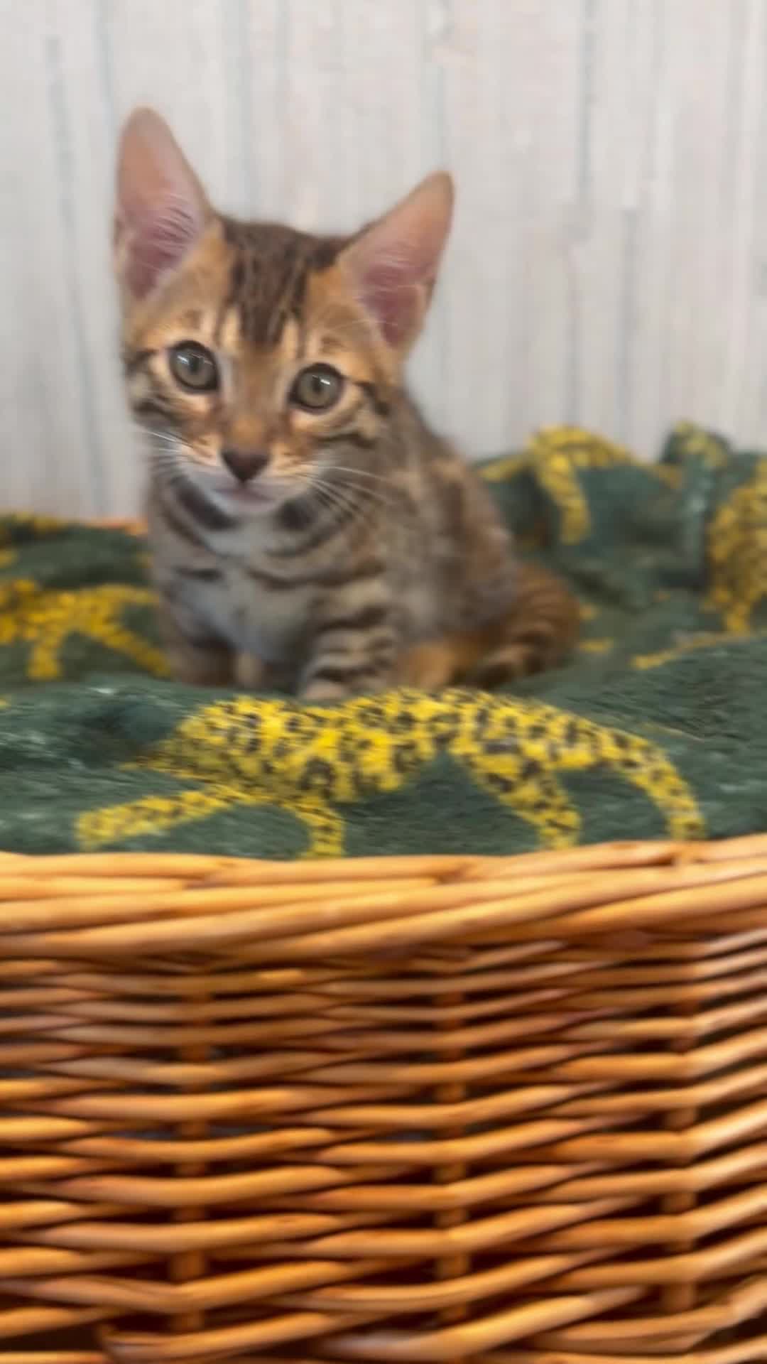 Bengal cats for sale: 🌟 READY 28 JAN - EXCEPTIONAL BENGAL KITTENS 🌟 - Video 5