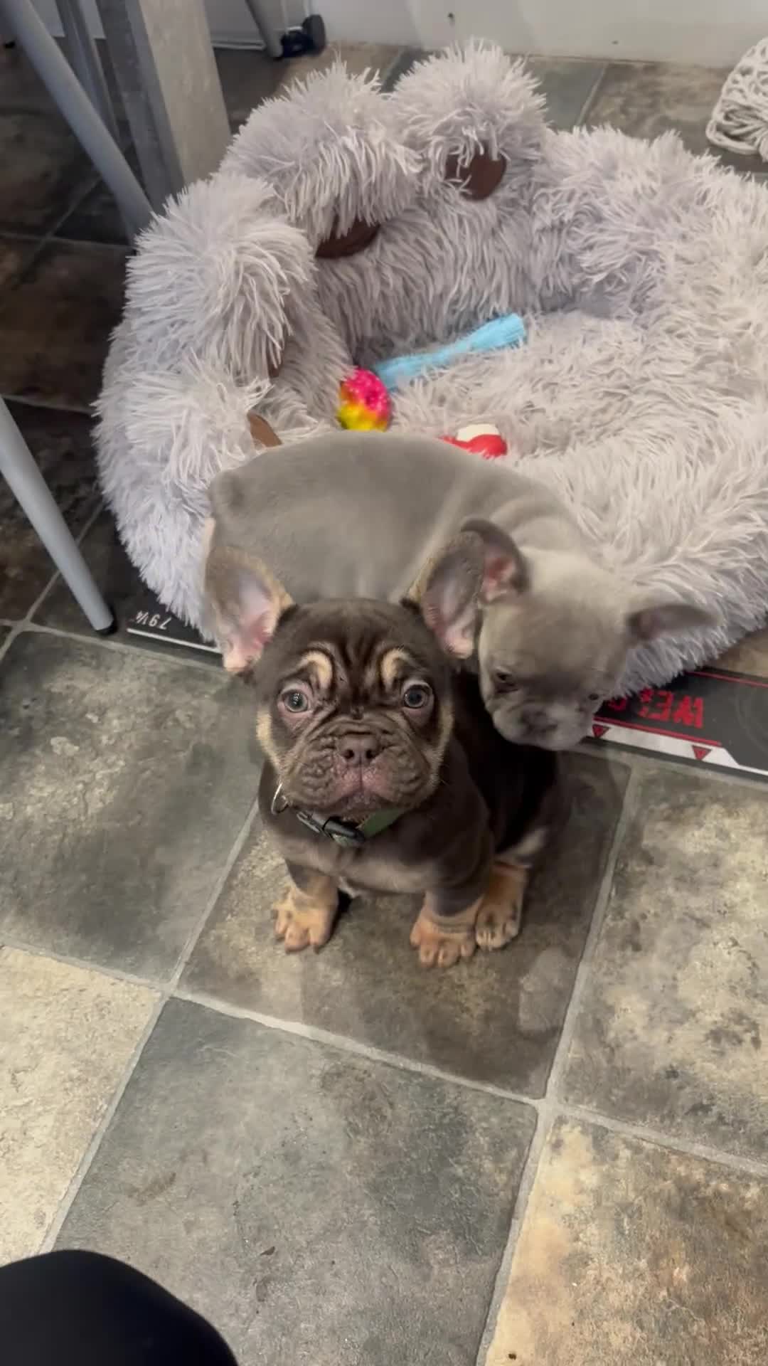 French Bulldog dogs for sale: Beautiful Chunky Chocolate Tan Boy and Lilac Bitch - Video 1