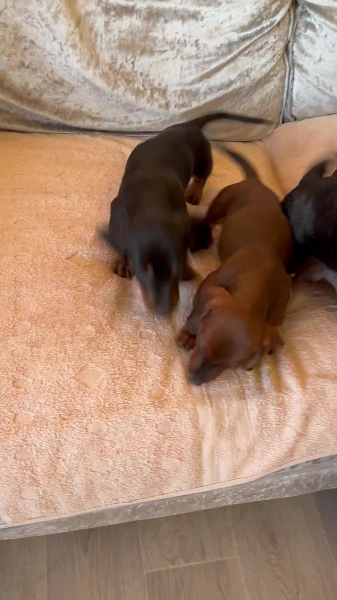 Miniature Dachshund dogs for sale: Miniature dachshunds - Video 1