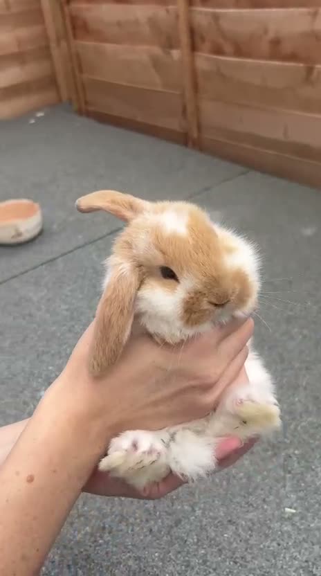 French Lop rabbits for sale: French Lops Buns  - Video 1