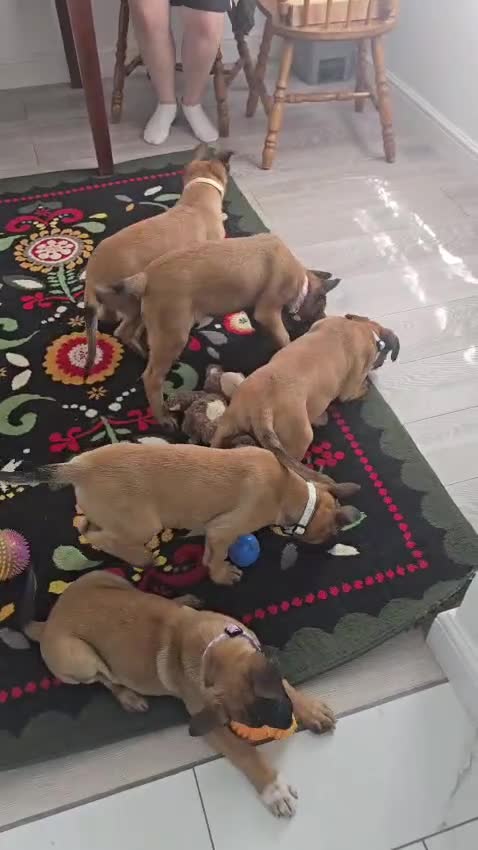 Belgian Shepherd Dog dogs for sale: 5 Belgian Shepherd Malinois Puppies - Video 2