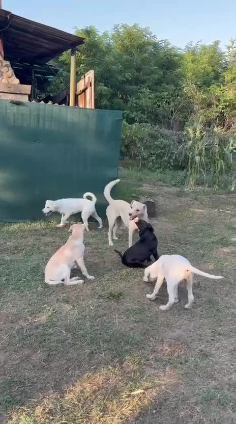 Mixed Breed dogs for adoption: 🤍 PIPER – The Big Baby Who Was Made for Cuddles❤️ - Video 1