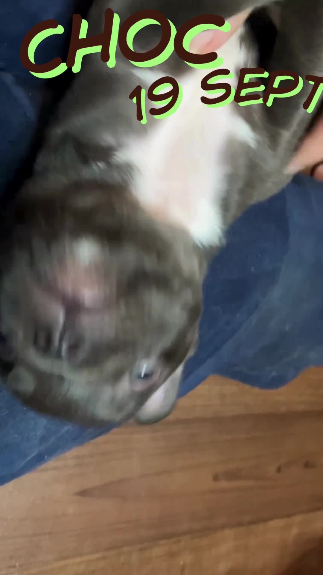 French Bulldog dogs for sale: Last One - KC French Bulldog Puppies - Video 2