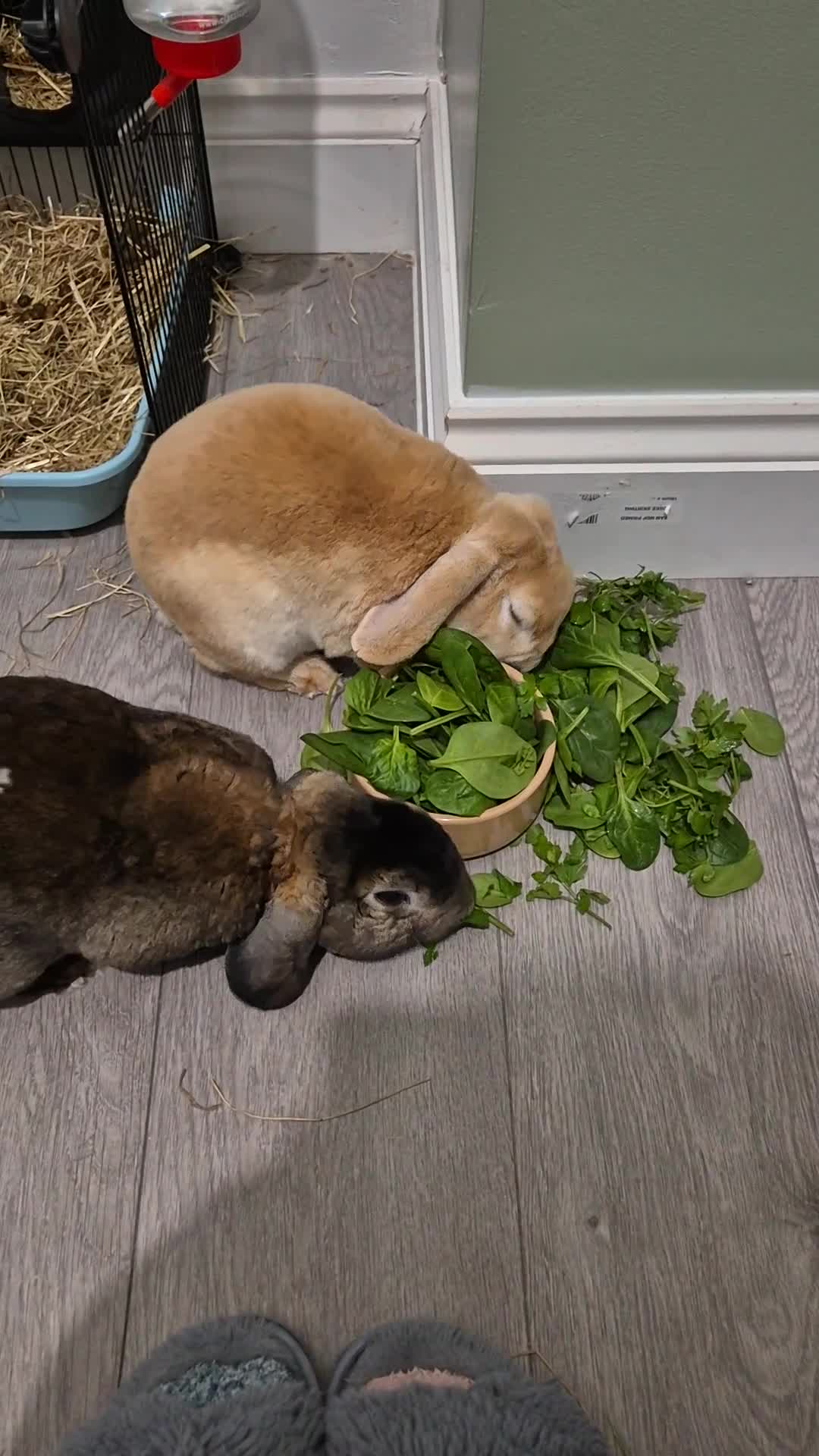 English Lop rabbits for sale: Bonded male and female lop bunny pair in Rochester - Video 2