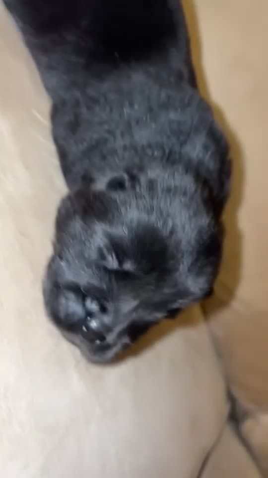 Chow Chow dogs for sale: Beautiful Chow Chow Puppies  - Video 3