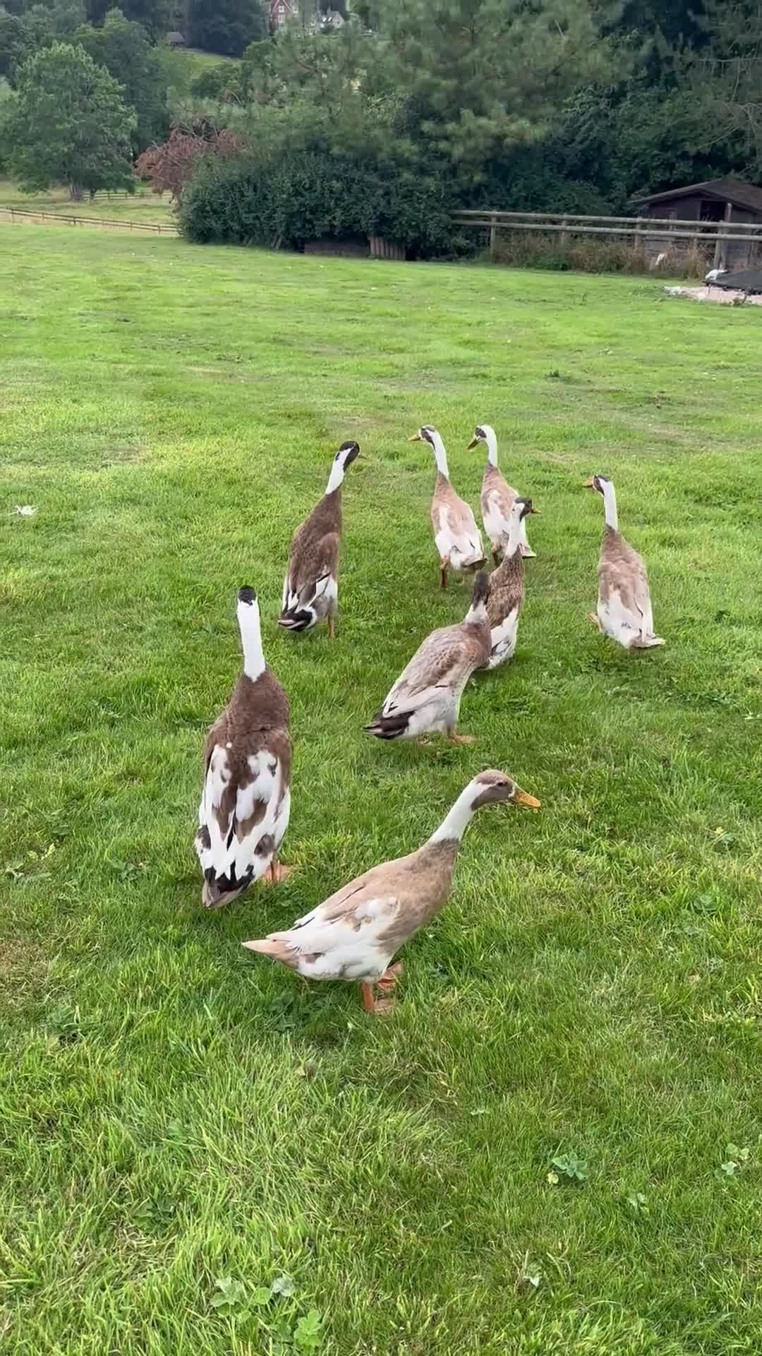 Waterfowl poultry for sale: Fawn and white Indian runner drakes - Video 1