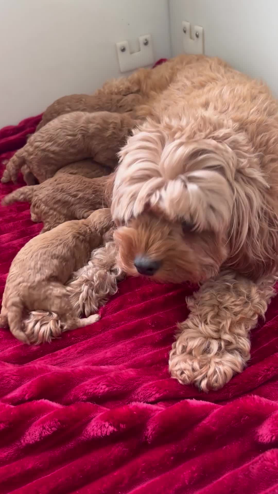 Cavapoo dogs for sale: Stunning deep red TOY cavapoo pups - Video 1