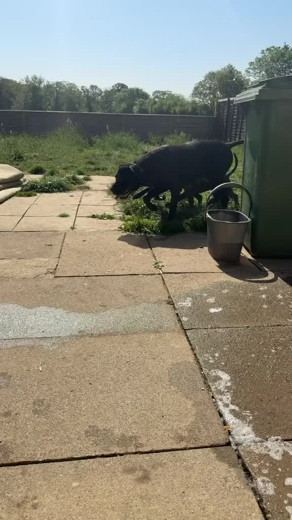 Cane Corso dogs for sale: COLLECT TDAYPure Breed CaneCorso Pups - Video 1