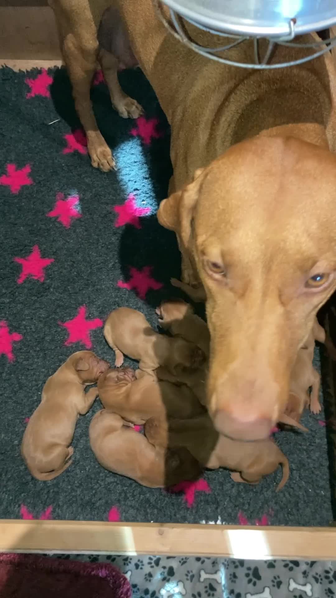Hungarian Vizsla dogs for sale: Smooth coated Hungarian Vizsla  - Video 1