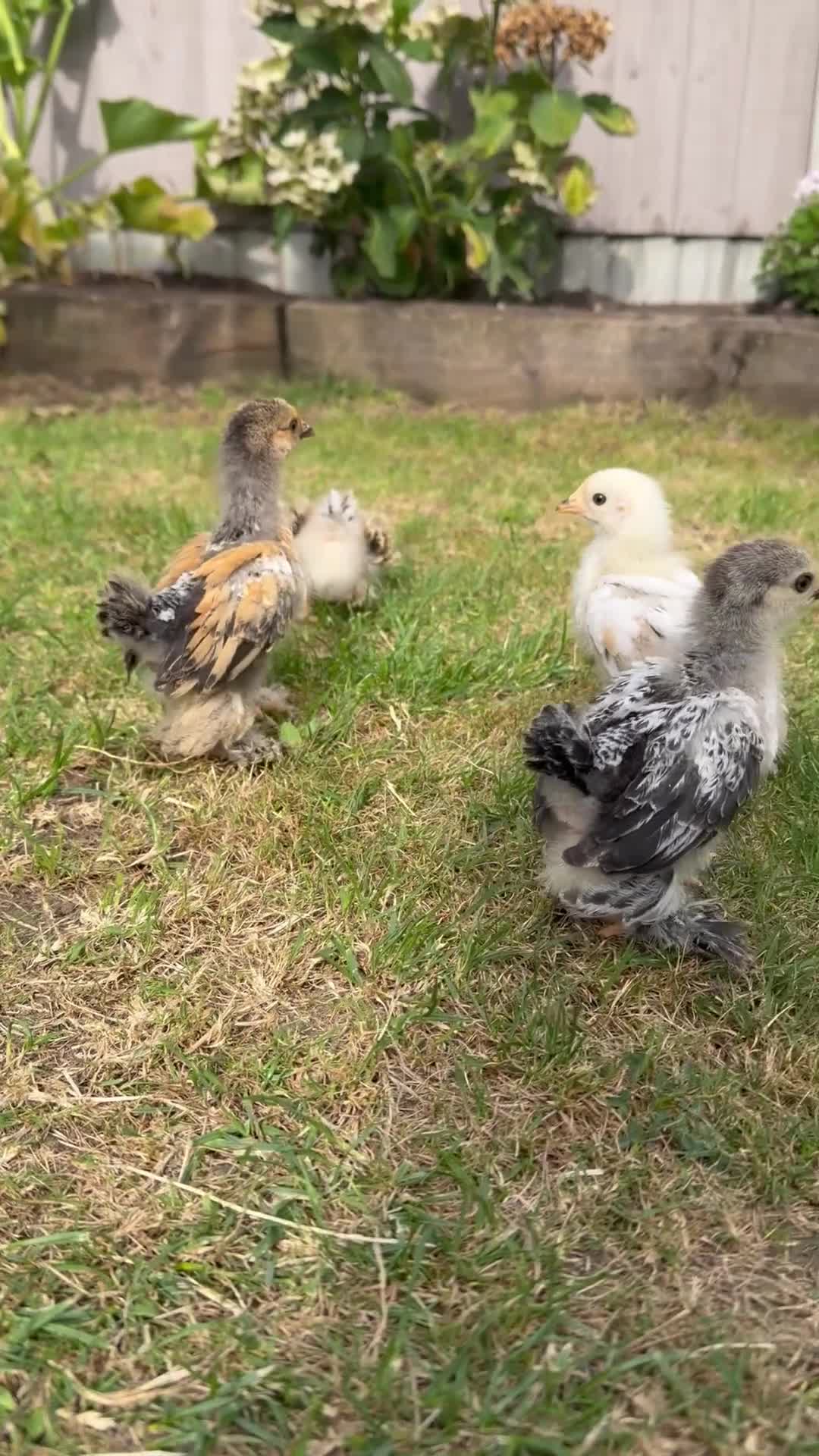 Chickens poultry for sale: Beautiful Pekin Bantam Chicks - Including Frizzle - Video 1
