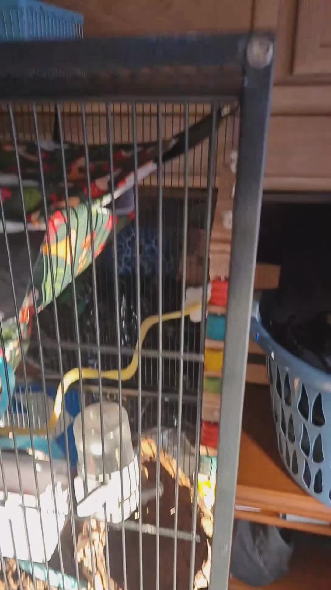 Sugar Glider rodents for sale: 2x male sugar gliders & full set up  in Dukinfield - Video 3