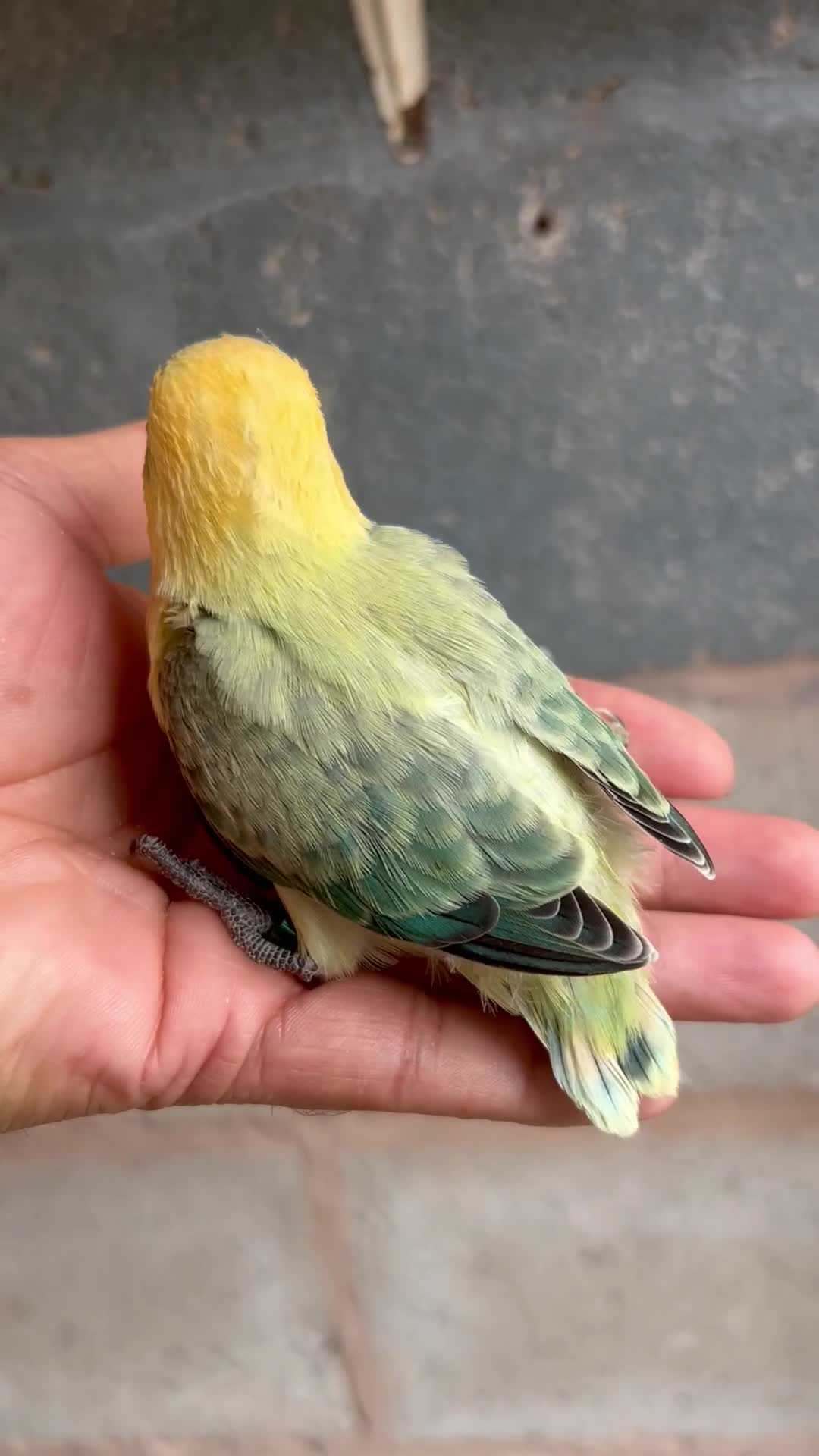 Lovebirds birds for sale: Beautiful baby and adult lovebird - Video 1