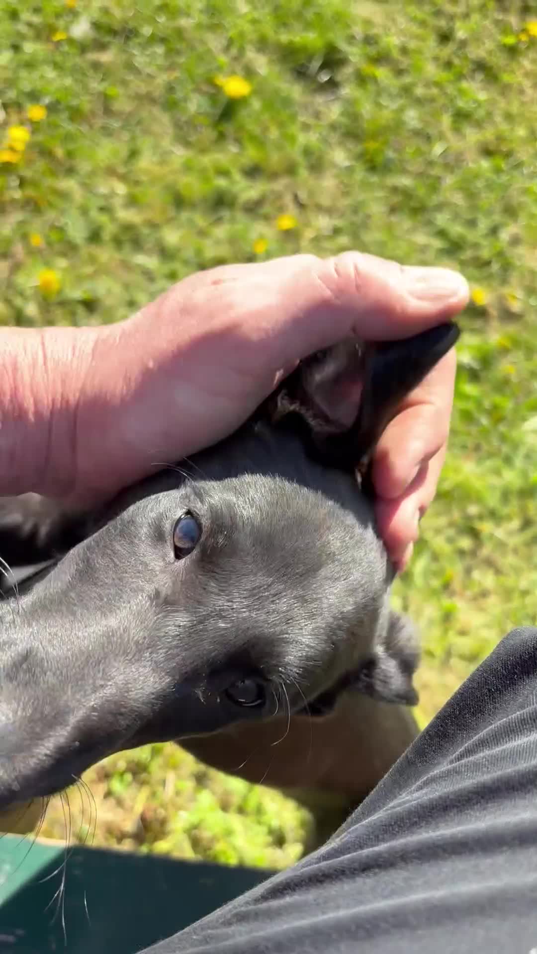 Mixed Breed dogs for sale: Lurcher Pups - Video 2