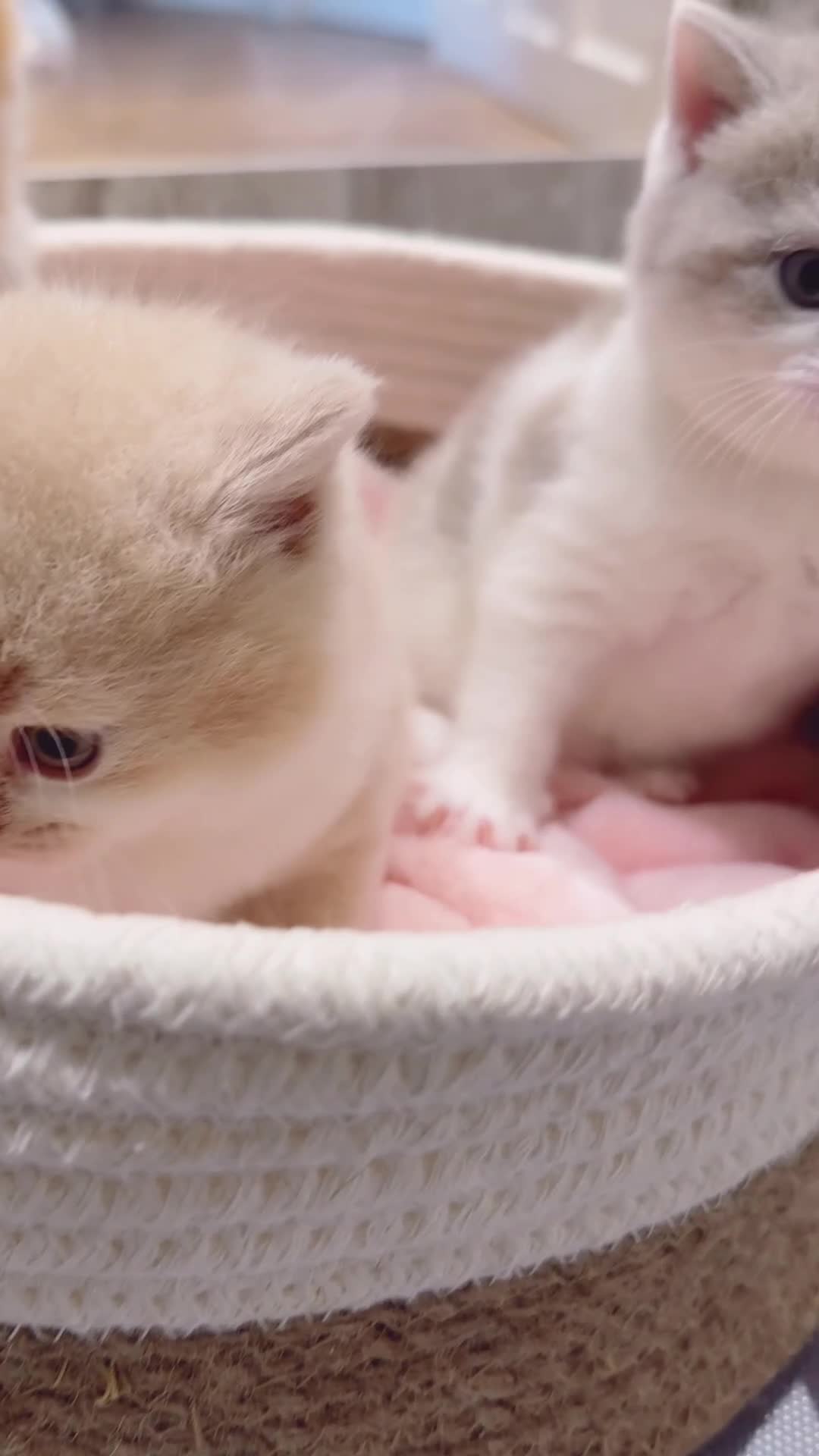 British Shorthair cats for sale: Exceptional British Shorthair Kittens, GCCF& TICA  - Video 2